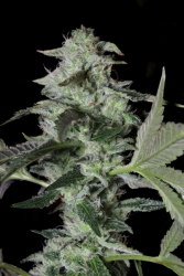 Sherbet Cake - ELEV8 Seeds