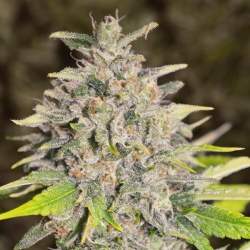 Chocolope Auto - High Speed Buds