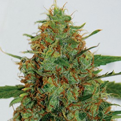 C99 - G13 Labs