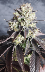 The Runtz - BSB Genetics