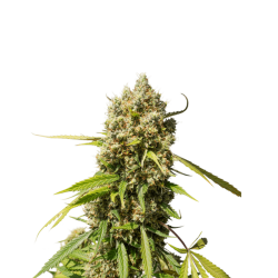 Auto Elephant - Super Sativa Seed Club