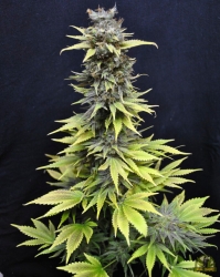 CBD Nordle - CBD Crew