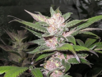 Purple Chem - The Cali Connection