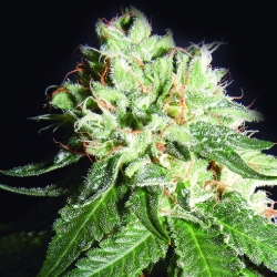 OG Cheese - The Kush Brothers Seeds