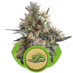 Royal Bluematic - Royal Queen Seeds