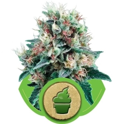 Royal Creamatic - Royal Queen Seeds