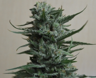 Siberian Haze - Kalashnikov Seeds