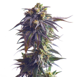 Sundae Driver - Royal Queen Seeds