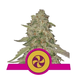 Sweet ZZ - Royal Queen Seeds