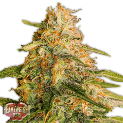 Tropic Punch - Heavyweight Seeds