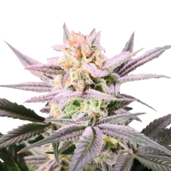 Watermelon Weddingcake Double XL Auto - Growers Choice