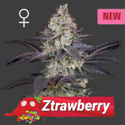 Ztrawberry - Green House Seeds