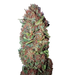 AC DC Cookies (0,5/20) - CBD+ Buds