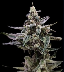 Affie OG - Green Bodhi
