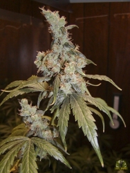 Afghan Haze Reg. - Mr. Nice seeds