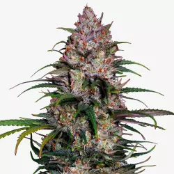 Anbauset: Candy Shopz ±22% THC | Feminisierte Cannabis Samen