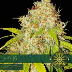 AK 49 Auto - Vision Seeds