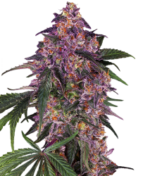 Sensi Purple Kush Feminisierte Hanfsamen, 3 Samen