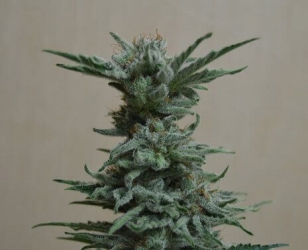 AK Skunk - Kalashnikov Seeds