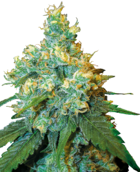 Jack Herer® Feminisierte Hanfsamen, 1 Samen