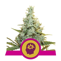 AMG - Royal Queen Seeds