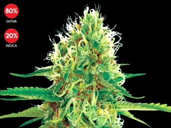 Amnesia - Exclusive Seeds