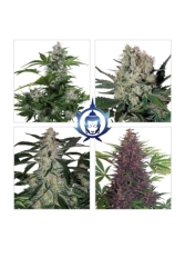 Assorted Auto - Buddha Seeds