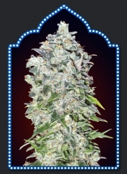 Auto 00 Kush - 00 Seeds