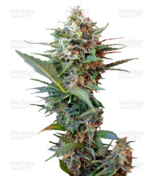 Big Devil XL Auto (Sweet Seeds) Cannabis-Samen