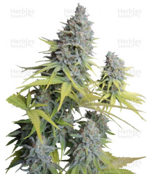 Big Foot (Sweet Seeds) Cannabis-Samen