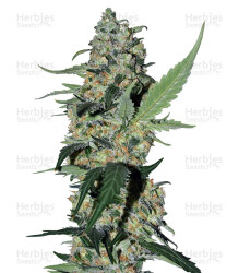 Green Poison F1 Fast Version (Sweet Seeds) Cannabis-Samen