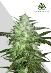 Auto Chemdog - Auto Seeds