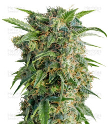 Auto Daiquiri Lime (Dutch Passion) Cannabis-Samen