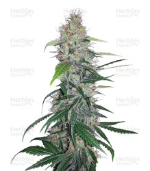 Shiva Skunk (Sensi Seeds) Cannabis-Samen