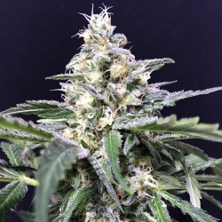 Auto Amazon Haze - R-Kiem Seeds