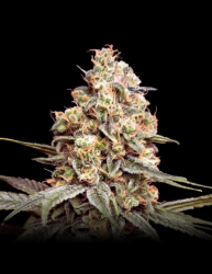 Auto Apple Fritter - Advanced Seeds