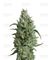 Super OG Kush (Pyramid Seeds) Cannabis-Samen