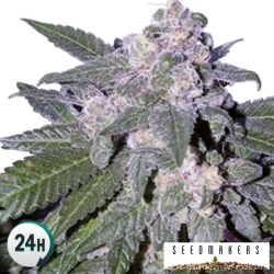 Auto Blue - Seedmakers