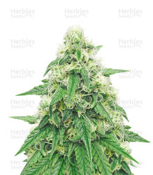 Neville's Haze (GHS) Cannabis-Samen