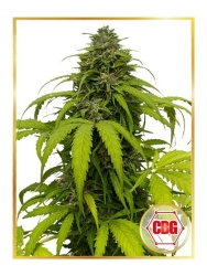 Auto CBG Strong - Mr. Hide Seeds