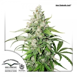 Auto Cinderella Jack - Dutch Passion