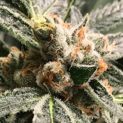 Auto Dark Kush - R-Kiem Seeds