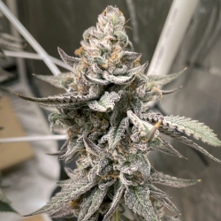 Beaver Cookies - Elev8 Seeds