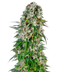 Big Bud Auto - Sensi Seeds