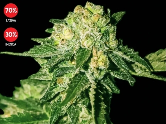 Auto Manaraina - Exclusive Seeds