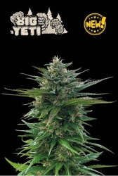 Big Yeti - Seedstockers