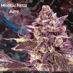 Auto Mystical Punch - Nemeseeds