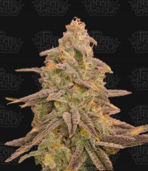 Bizcoff - Terp Treez Co. Seeds