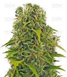 High Density Auto (Heavyweight Seeds) Cannabis-Samen