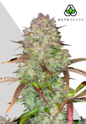 Blue Dream Autoflower - Auto Seeds